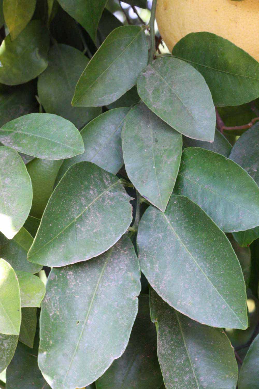                Shade leaves (Whitney Marsh, Riverside,   CA)       